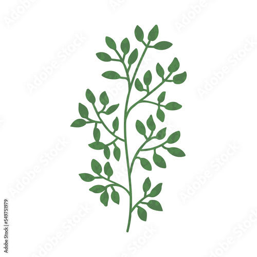 Vector Colorful illustration of plant with green leaves isolated on white background