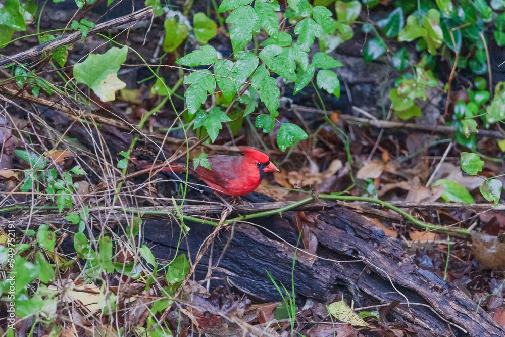 northern cardinal - Cardinalis cardinalis - it is also known colloquially as the redbird, common cardinal, red cardinal, or just cardinal northern cardinal - Cardinalis cardinalis - it is also known colloquially as the redbird, common cardinal, red cardinal, or just cardinal