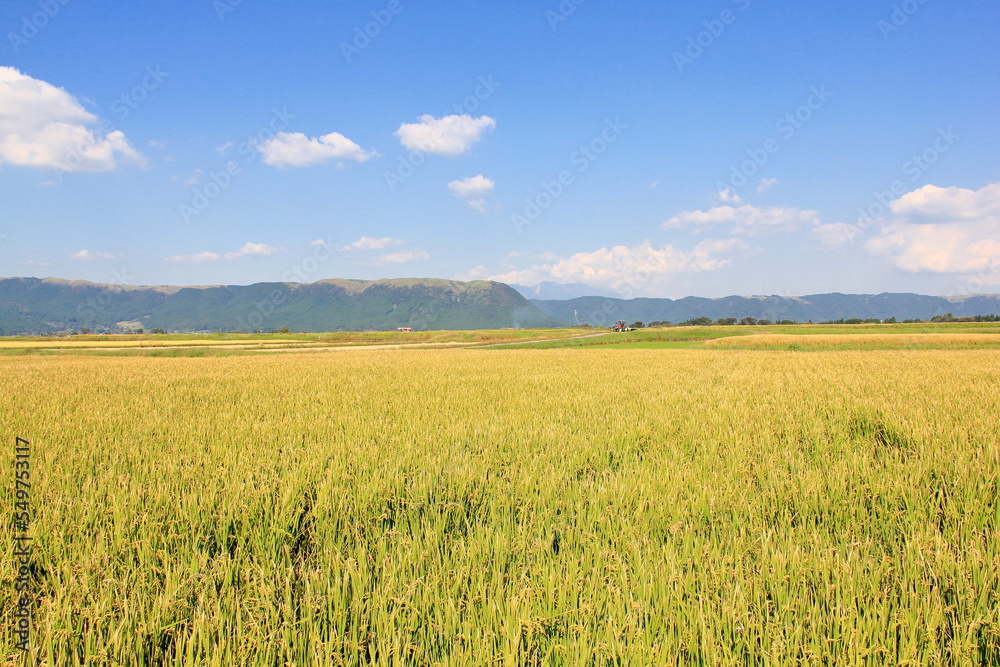 収穫前の阿蘇市の田んぼ