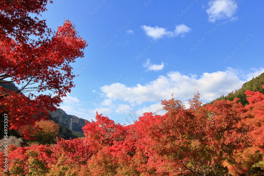 紅葉と秋の空