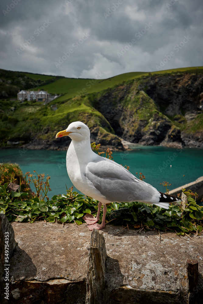 Port Isaac Cornwall Coast
Port Isaac Cornwall Coast