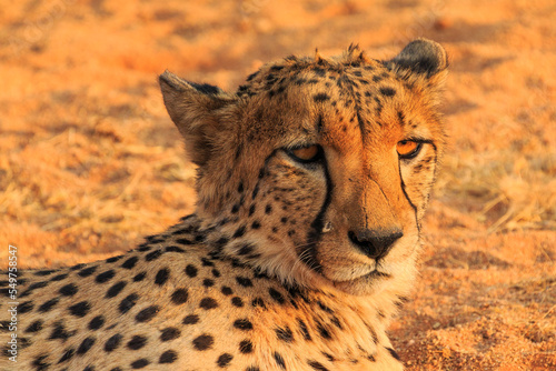 Cheetahs in the Namibian savannah  Solitaire  Namibia  South Africa.