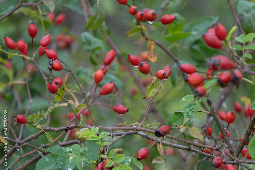 Obraz premium red berries on a bush