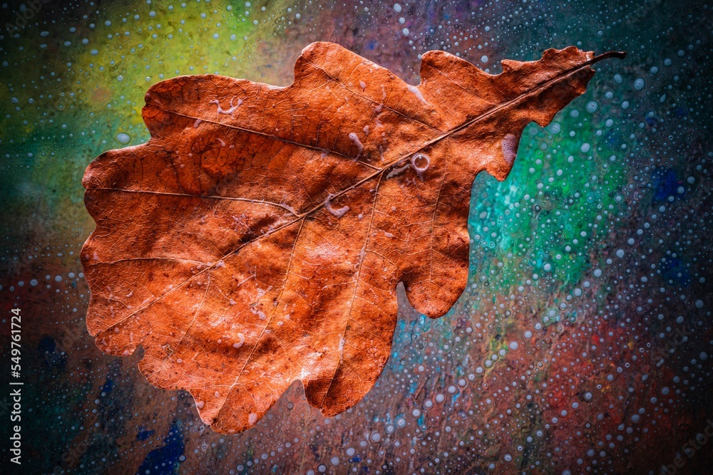 Autumn leaf on glass - drops and streaks of water on the surface. Photography overlays- clipart