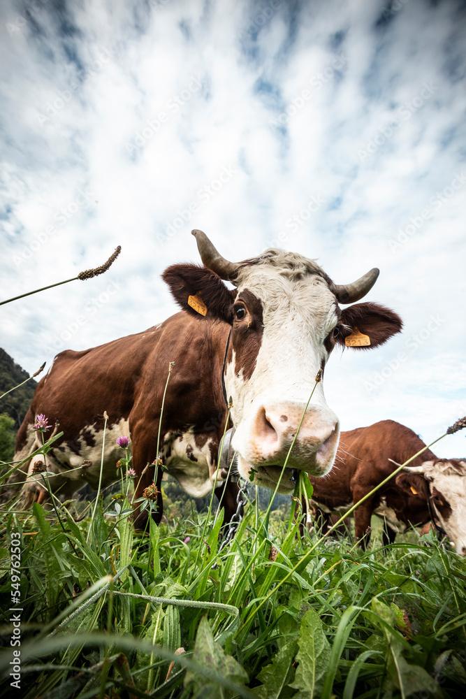 Vaches Vaches