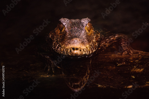 Cuvier's dwarf caiman (Paleosuchus palpebrosus) photo