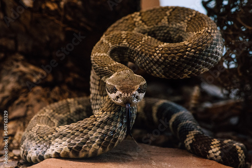 Pacific rattlesnake (Crotalus oreganus) in defensive behavior photo