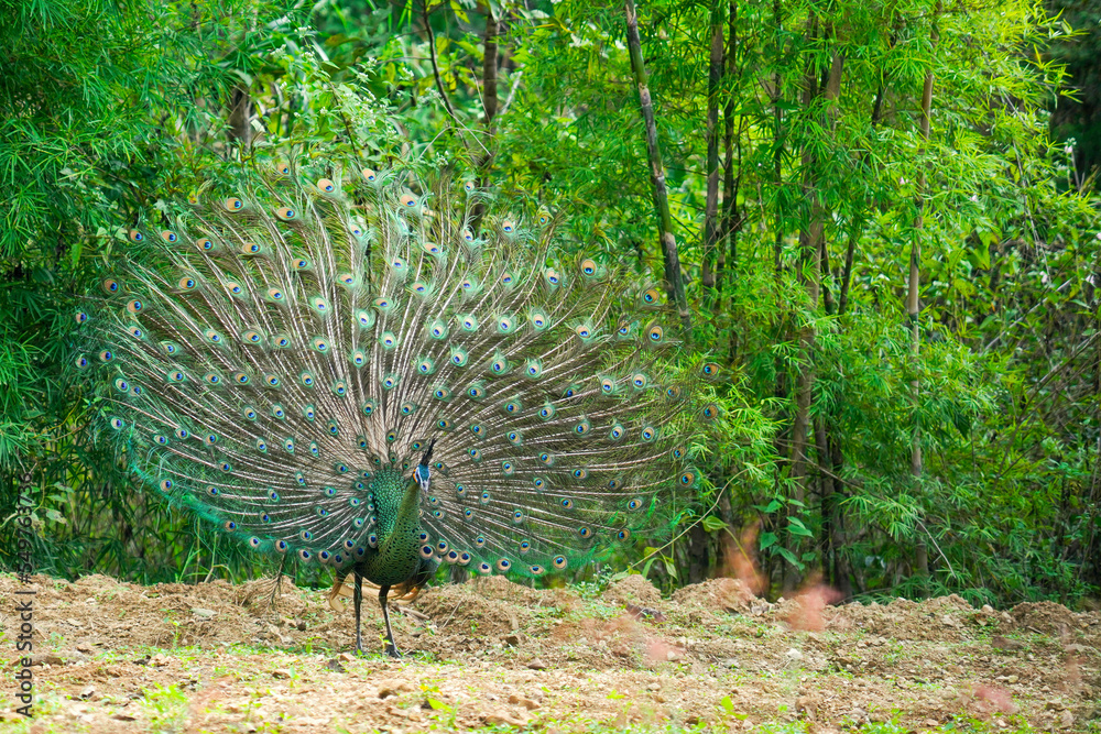 Obraz premium Peacock's tail, Male thai peacock shows his beautiful tail, male peacock in breeding season.