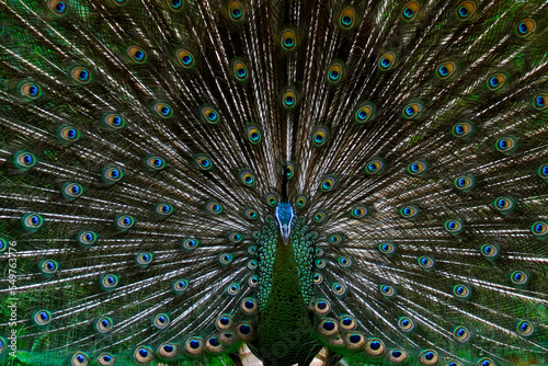 Peacock's tail, Male thai peacock shows his beautiful tail, male peacock in breeding season.