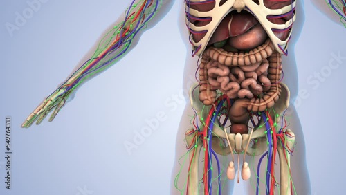 Human anatomy for the lymphatic, skeletal, nervous and circulatory system photo