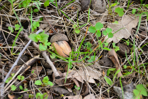 acorn isolated on the ground among dry leaves, close-up