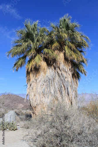 desert fan palm photo