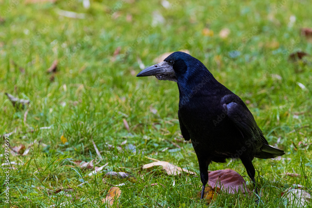 a common raven and a rook are searching for food a common raven and a rook are searching for food