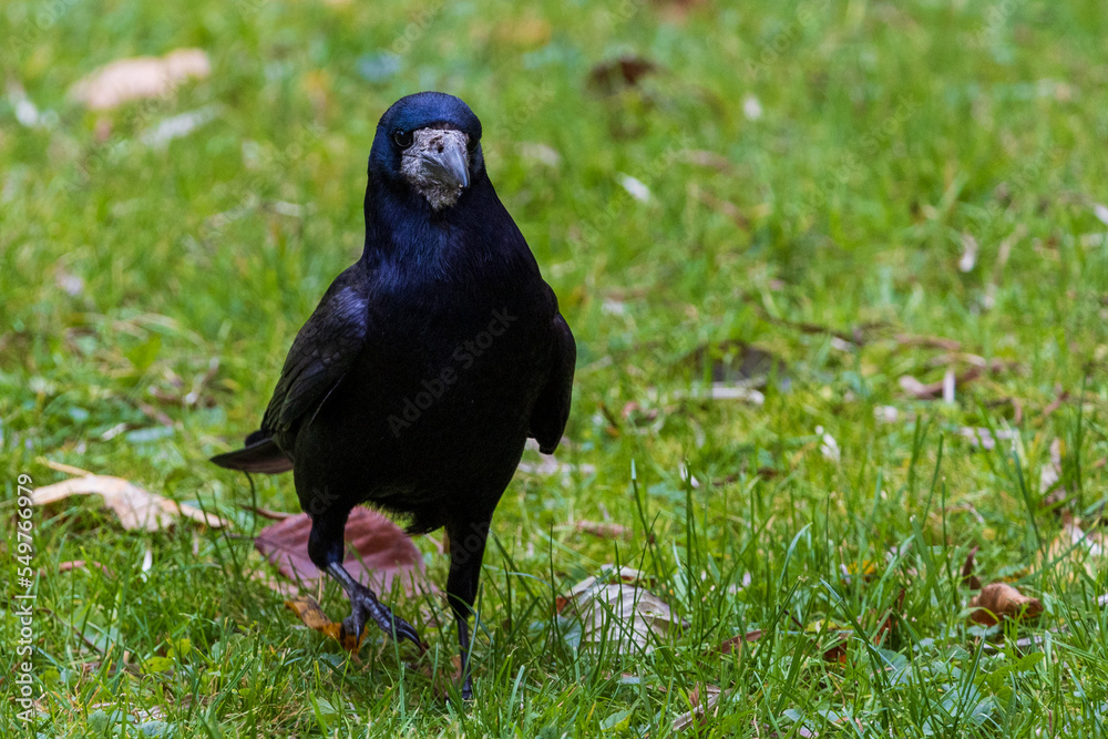 a common raven and a rook are searching for food a common raven and a rook are searching for food