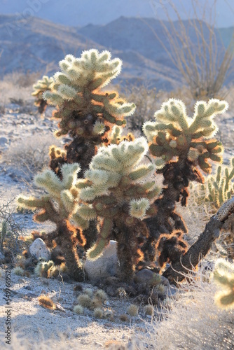 sunlit cacti with growing outlines against mountains