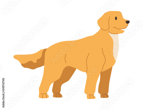 Labrador Retriever puppy wagging tail and looking aside. Curious and cheerful character, portrait of dog. Canine animal domestic pet. Vector in flat style © Sensvector