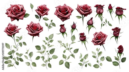 Floral elements. Flower red  burgundy  navy blue rose  green leaves. Botanic illustration isolated on white background. 