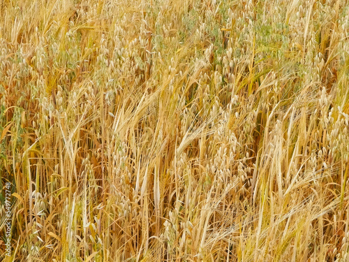 Oat field as nature background.