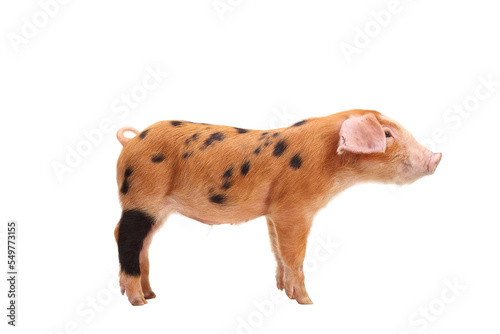 Profile shot of a piglet with black spots