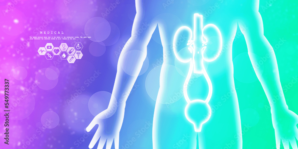 2d illustration human excretory system 2d illustration human excretory system
