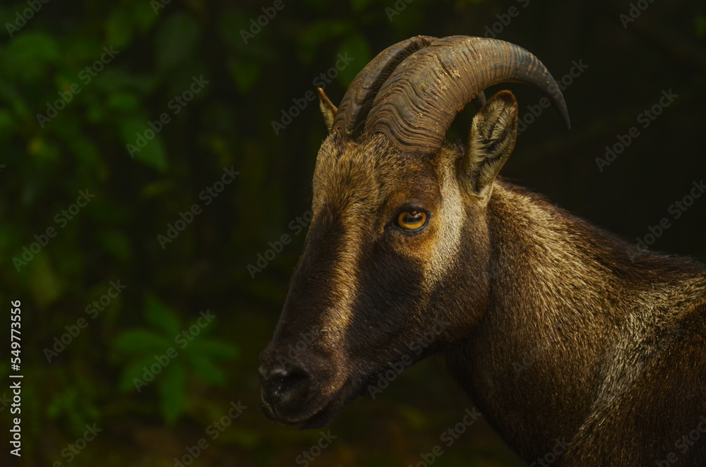 Nilgiri Thar Nilgiri Thar