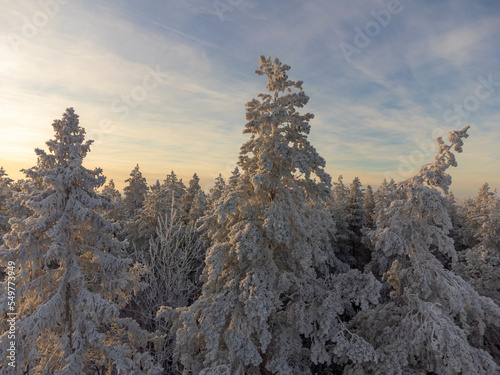 Fir trees covered with frost on frosty sunny winter day in forest. Aerial view