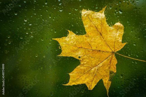 Autumn maple leaf yellow on glass with raindrops. Autumn weather. Rain outside window.
