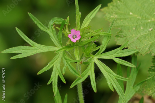 Closeup on a small purple Cut-leaved Crane's-bill flower, Geranium dissectum photo
