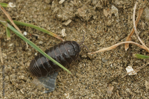 Closeup on a common pill-bugArmadillidium vulgare crawling on the ground