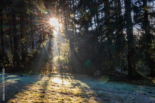 Bäüme im Bayerischen Wald mit Sonne im Herbst.