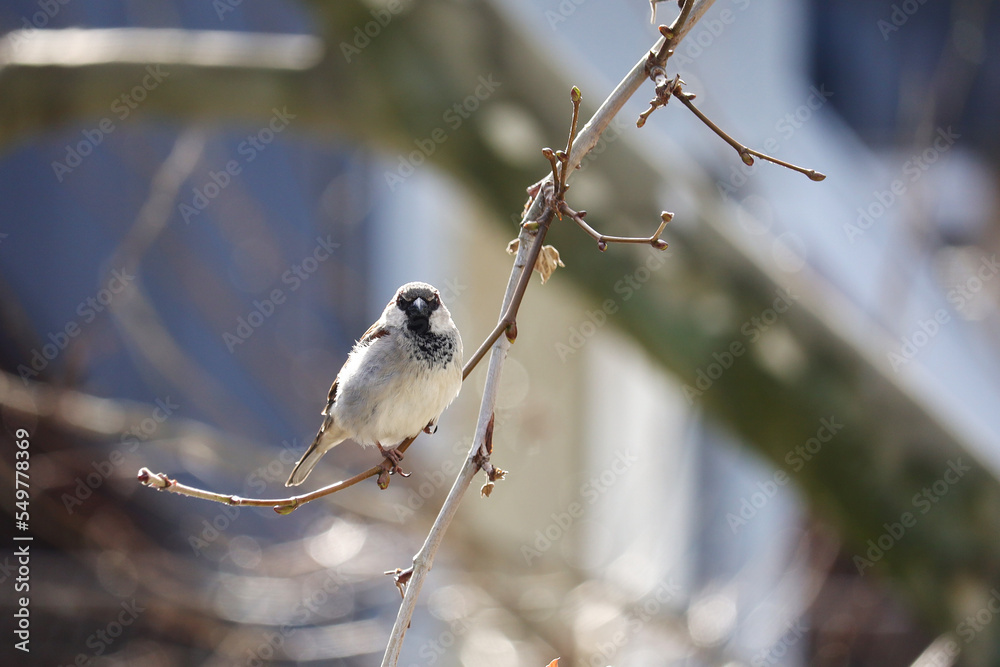 Naklejka premium A sparrow on a branch in spring season