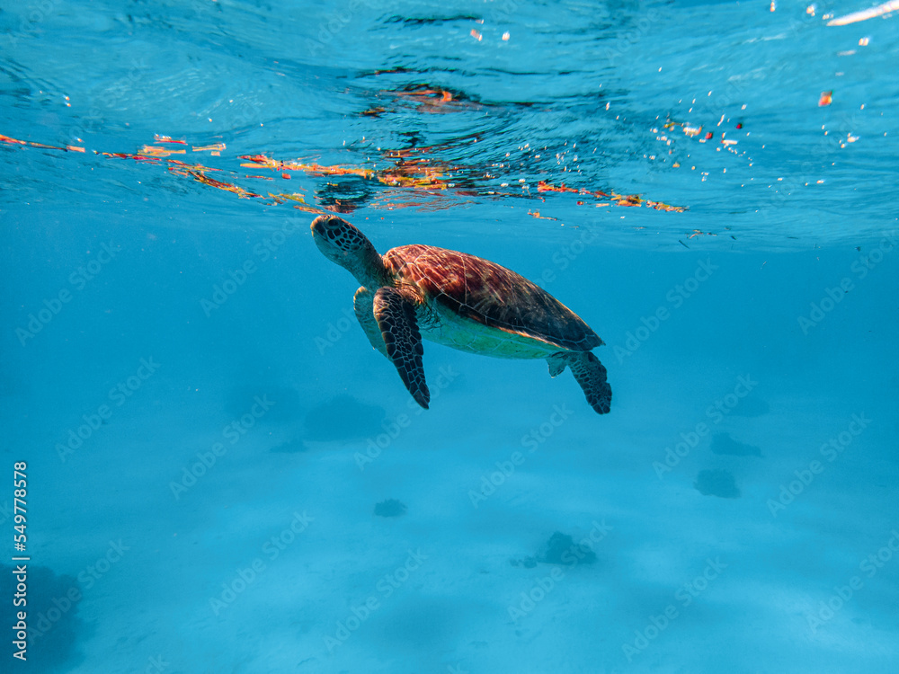 Green sea turtle ascends to the surface to breathe for air