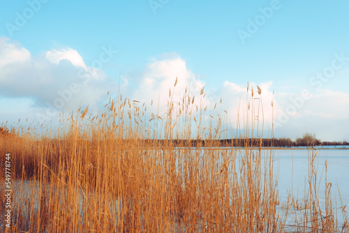 A tranquil winter sunset lake with reed flowers are in bloom.