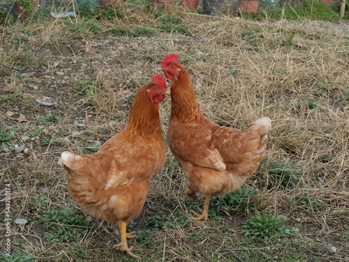 Poules rousses