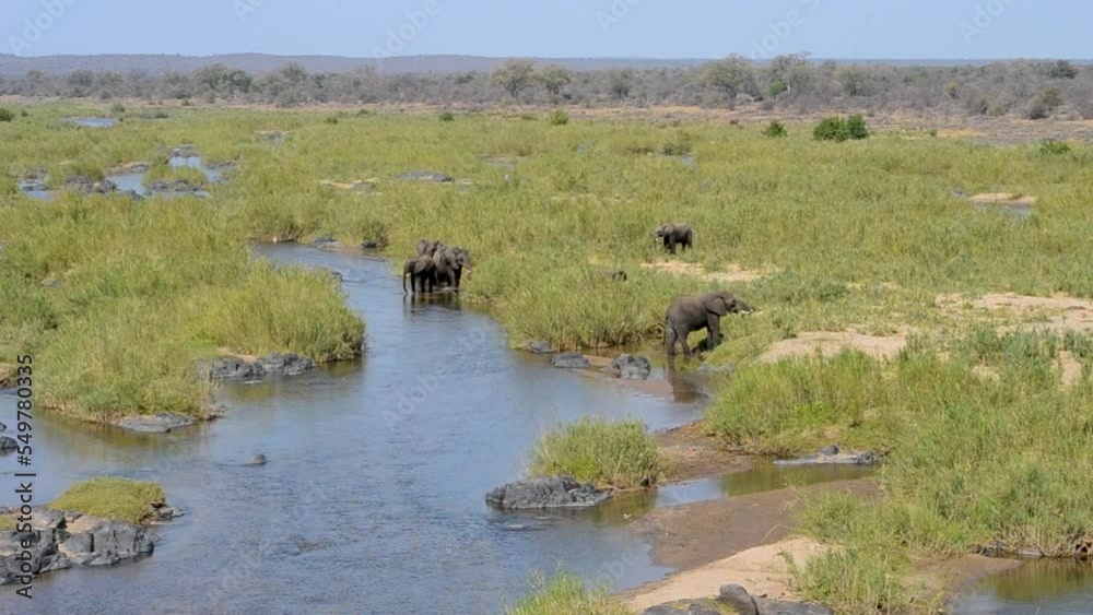 Wild Africa elephants drinking water in a river environment and grazing within the green grasses and reeds in a natural park in South Africa Wild Africa elephants drinking water in a river environment and grazing within the green grasses and reeds in a natural park in South Africa