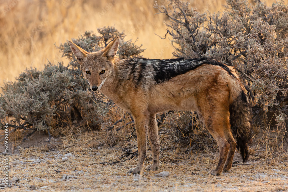 Fototapeta premium Jackal standing near bushes in Etosha National Park. Namibia