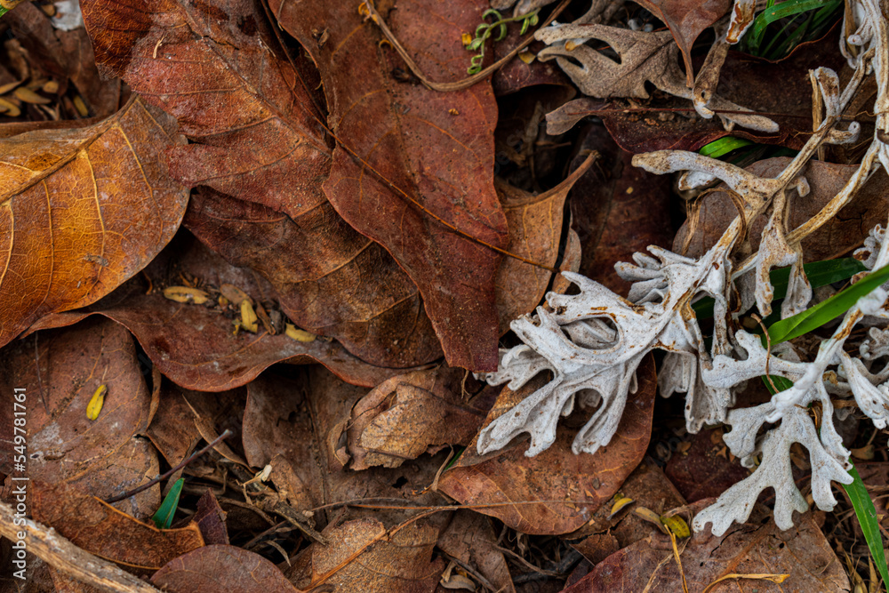 Fototapeta premium Hojas secas