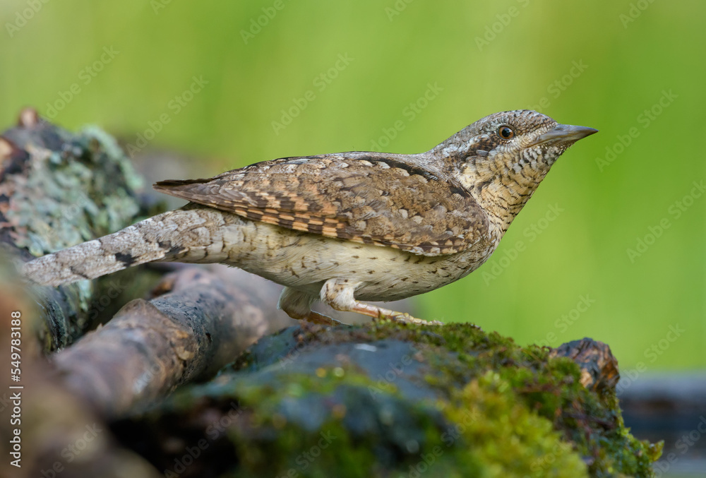 Fototapeta premium Eurasian wryneck (jynx torquilla) sitting on an wet lichen stick near water pond in early morning