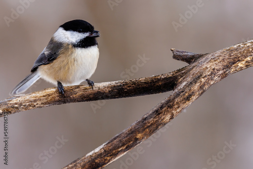Close up of a Black-capped chickadee (Poecile atricapillus) perched on a branch with a black oiled sunflower seed in its beak during winter in Wisconsin. Selective focus, background blur and foregroun