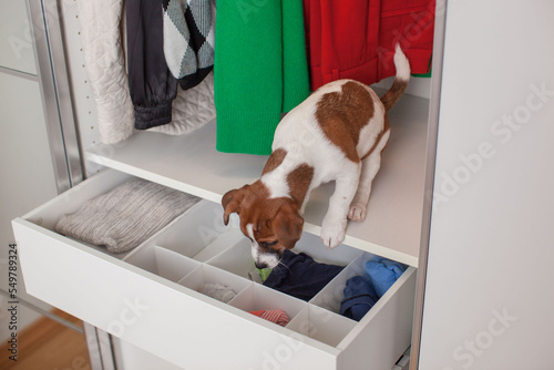 Jack Russell Terrier puppy sits in the closet. Wardrobe storage. Mari Kondo Method. Order system. 