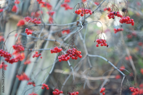 Background of beautiful red fruits of viburnum vulgaris. Red viburnum berries on a branch in the garden.