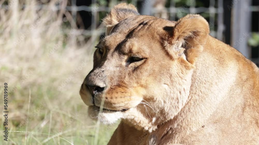 portrait d'une lionne en gros plan portrait d'une lionne en gros plan