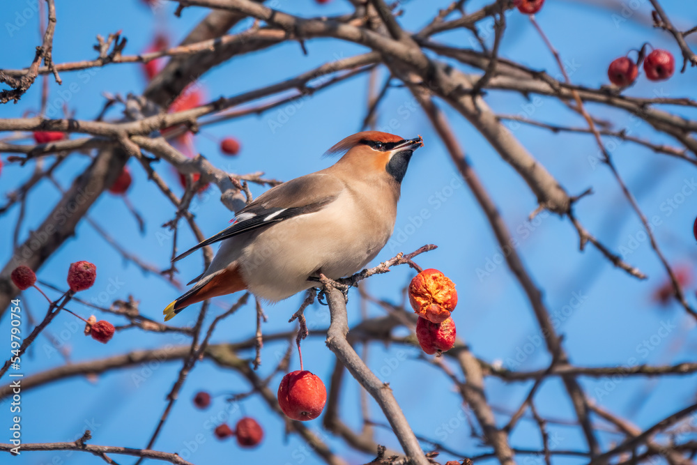 Bohemian waxwing, a beautiful tufted bird, Latin name Bombycilla garrulus, sitting on a wild apple tree and eats red wild apples in winter or early spring day. Bohemian waxwing, a beautiful tufted bird, Latin name Bombycilla garrulus, sitting on a wild apple tree and eats red wild apples in winter or early spring day.