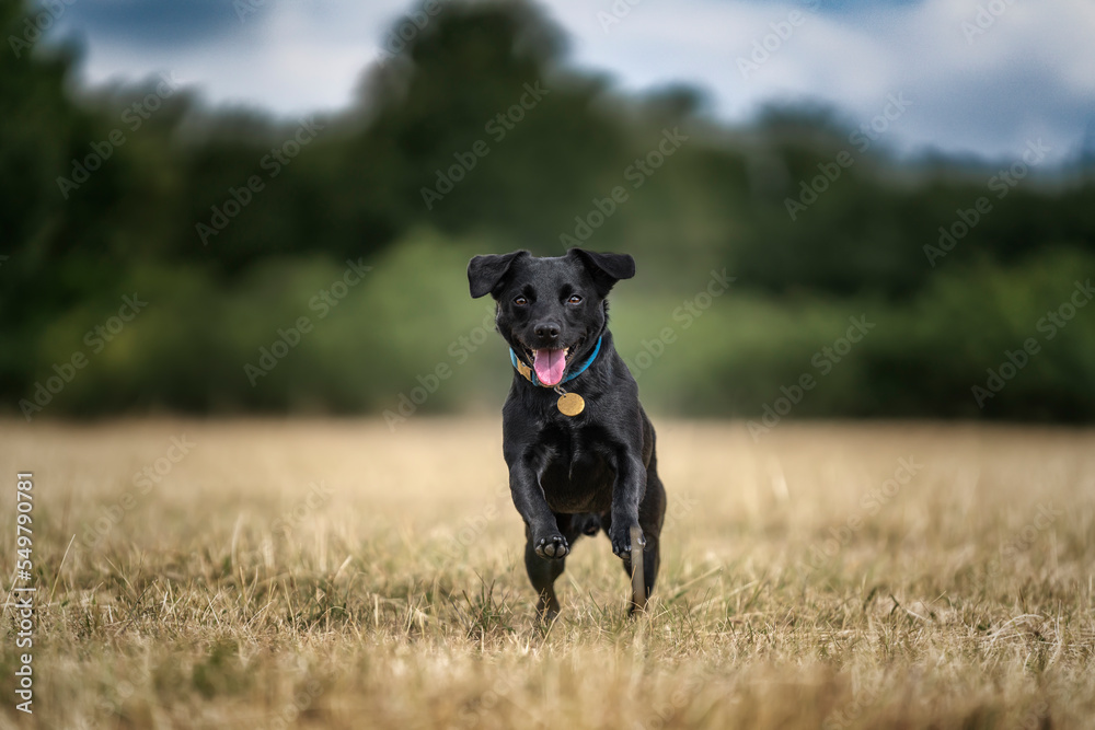 Black Patterdale Cross Border Terrier running directly at the camera