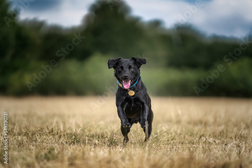 Black Patterdale Cross Border Terrier running directly at the camera © Chris