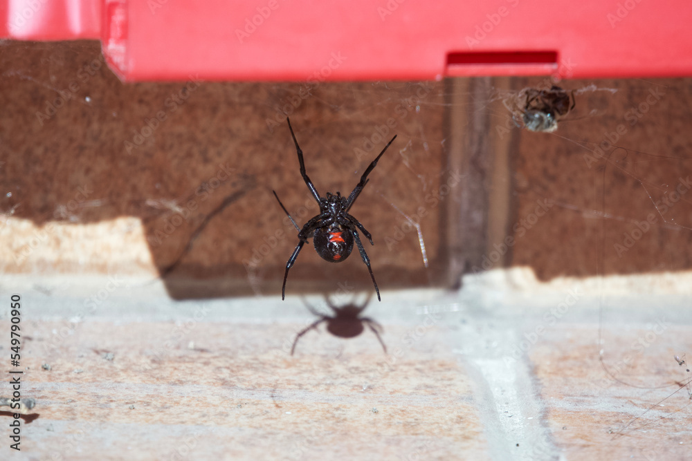 A black widow waiting for her prey in her spider web - obrazy, fototapety, plakaty 