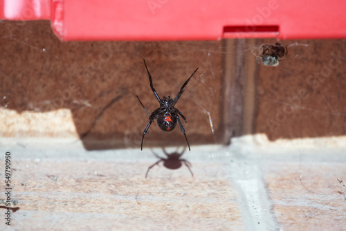 A black widow waiting for her prey in her spider web photo