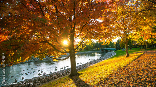 autumn trees in the park. Battle Creek, MI