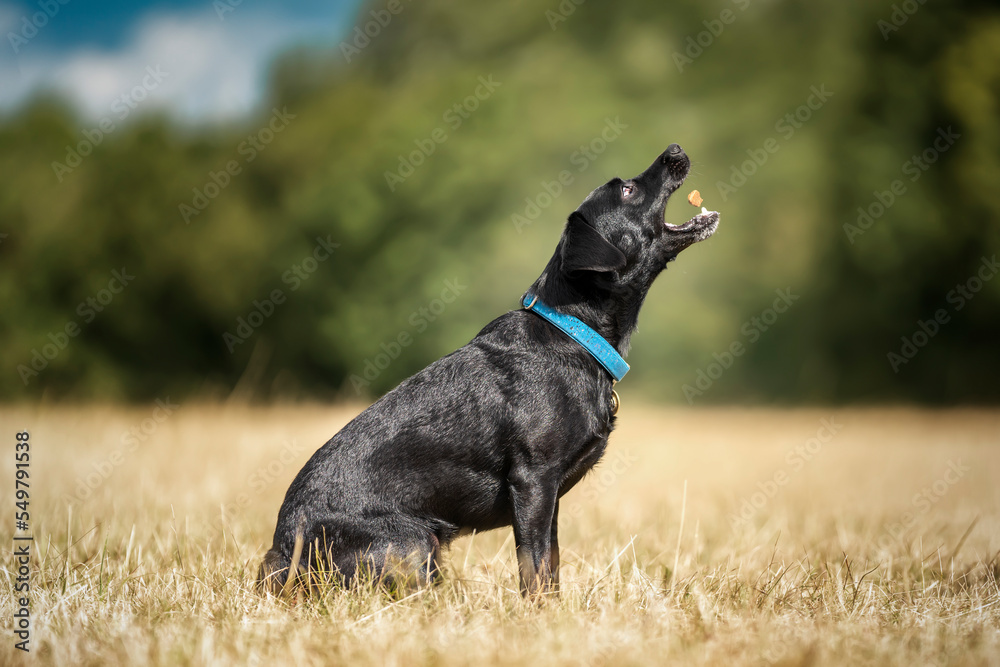 Black Patterdale Cross Border Terrier catching a treat Black Patterdale Cross Border Terrier catching a treat