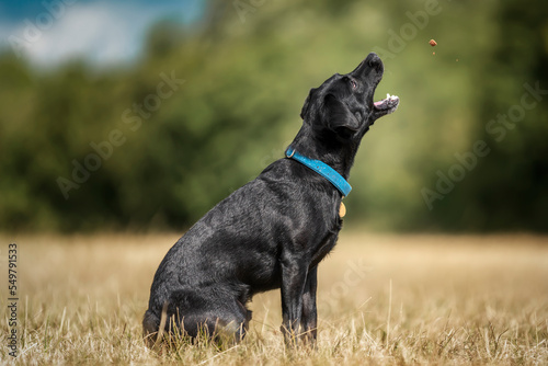 Black Patterdale Cross Border Terrier catching a treat